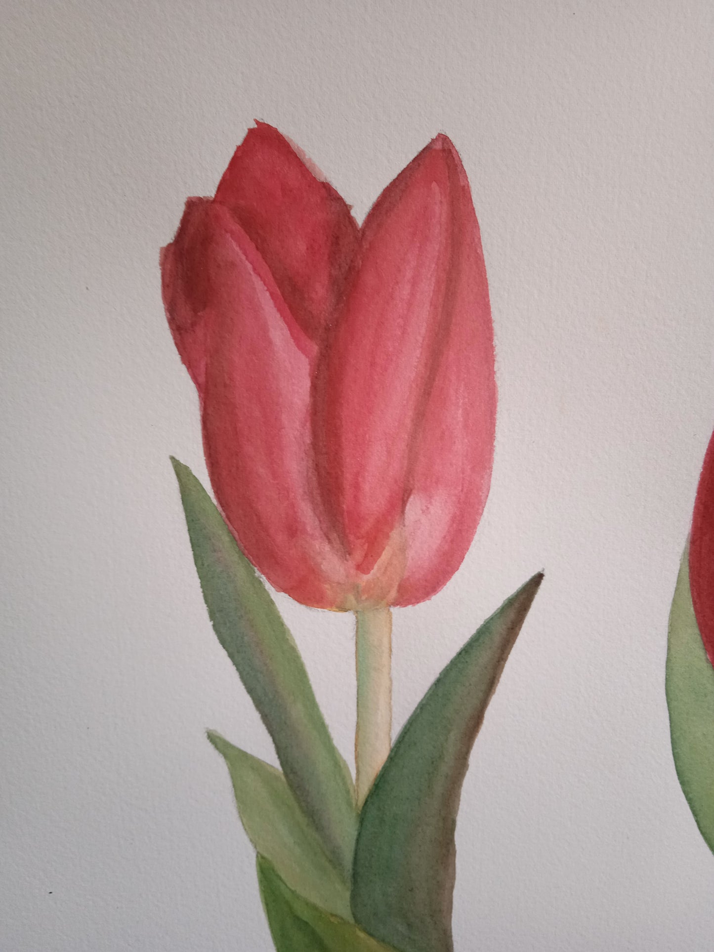 Tulipanes Rojos Acuarela Sobre Papel